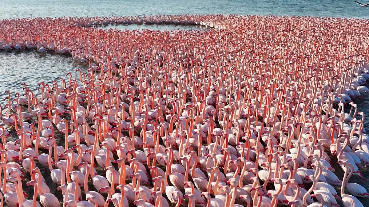 Discover Kazakhstan’s Korgalzhyn Nature Reserve, a haven for thousands of flamingos