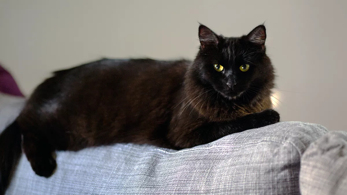 Black cats and Halloween: Why has a Spanish council banned their adoption?