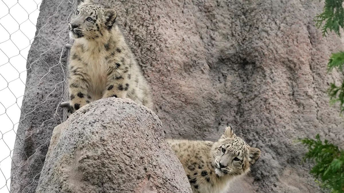 Video. Baby snow leopard sees a pumpkin for the first time