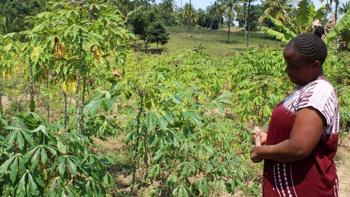 ‘No food, no business’: Kenyan women reveal hidden links between climate change and mental health