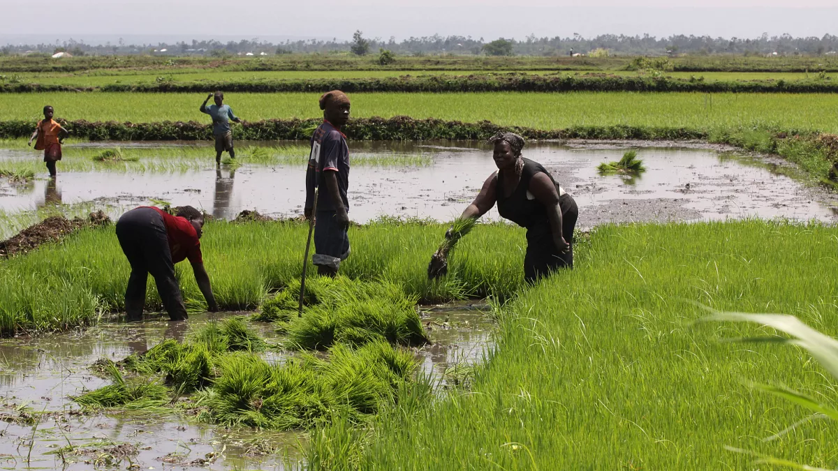 Video. Nubian women in Kenya revive tradition through urban farming
