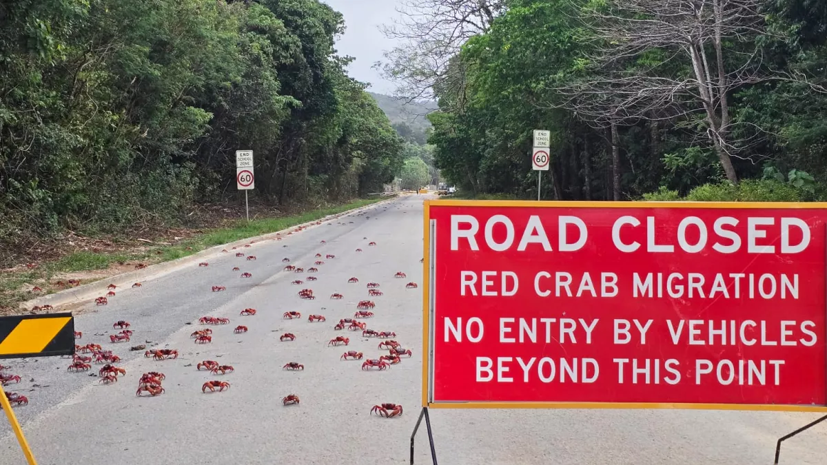 People use garden tools to protect millions of migrating red crabs on Australia’s Christmas Island