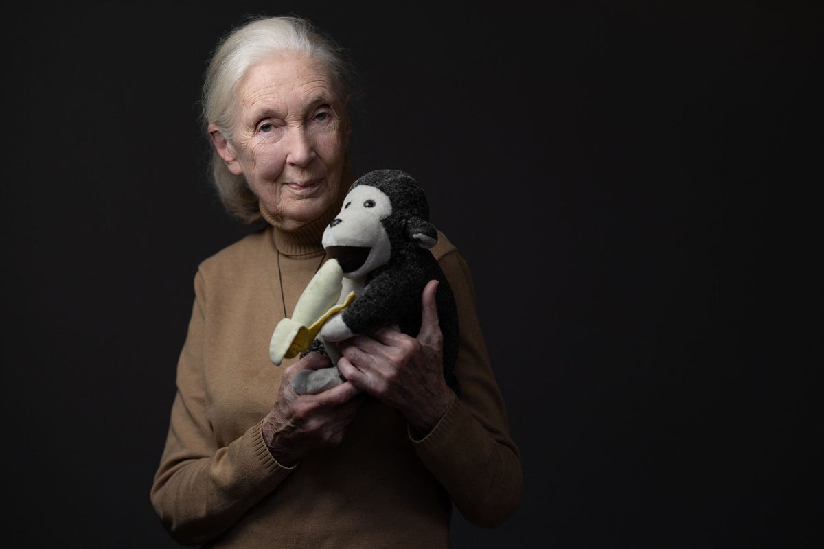 Jane Goodall death updates: Tributes pour in after pioneering conservationist dies aged 91