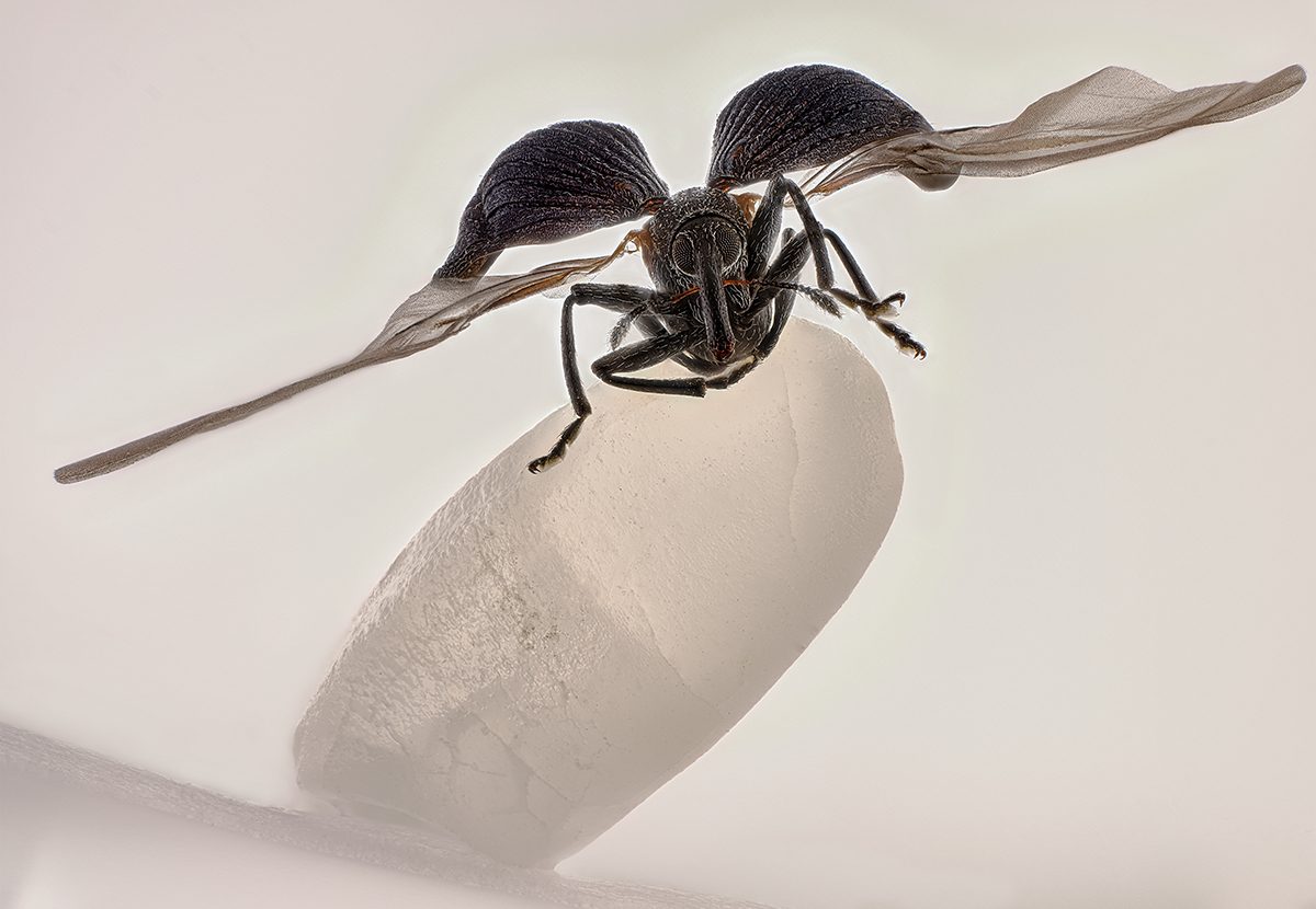 30 astonishing close-up images that make the smallest things look epic