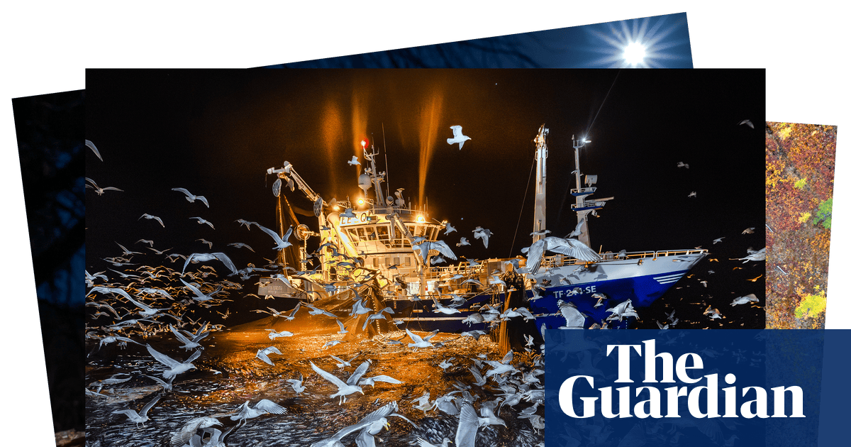 Wildlife Photographer of the Year awards – in pictures | Environment