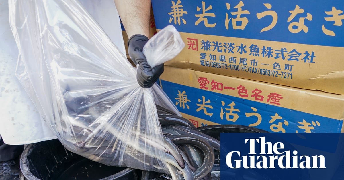 Inside the illegal eel trade: is there a way to stop Europe’s biggest wildlife crime before it’s too late? | Illegal wildlife trade