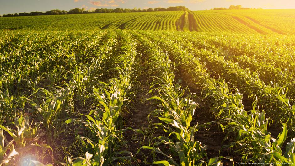 Is Ukraine still feeding the world? – DW – 10/15/2025