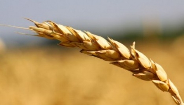 Ukrainian farmers sow nearly 5M hectares of winter crops