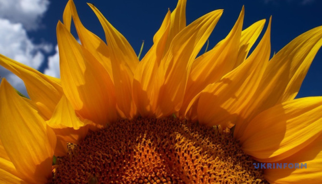 Sunflower prices are rising in Ukraine as rapeseed prices remain stable