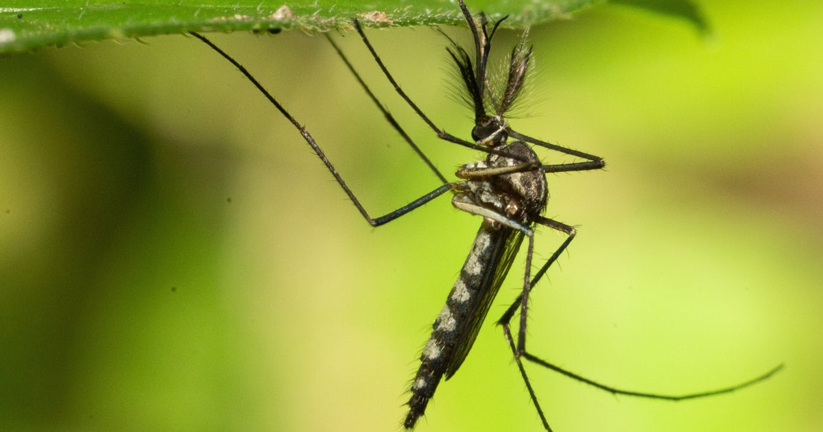 Mosquitos Found In Iceland For First Time