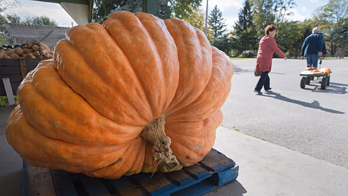 Muskox smashes 210-pound pumpkin in early Halloween treat