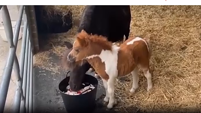 The size of a spaniel: tiny pony becomes the mane attraction at a rescue centre