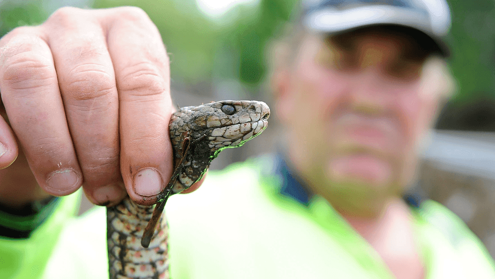 Boy dies from ‘extensive internal bleeding’ after dad tells him to ‘sleep off’ snake bite