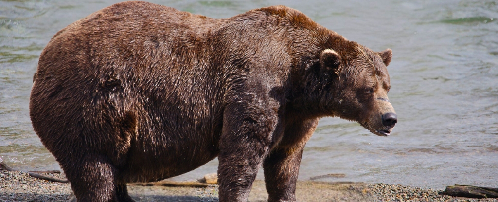 Fat Bear Week 2025 Champion Announced: It’s Chunk! : ScienceAlert
