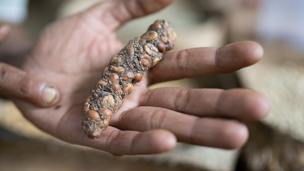 World’s Most Expensive Coffee Is Chemically Different Because It’s Literally Poop : ScienceAlert