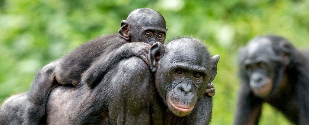 There’s an Evolutionary Reason Why Female Mammals Live Longer : ScienceAlert