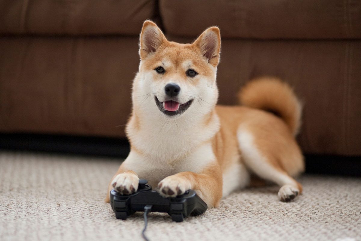 The US Navy has taught animals to play video games. Here’s why