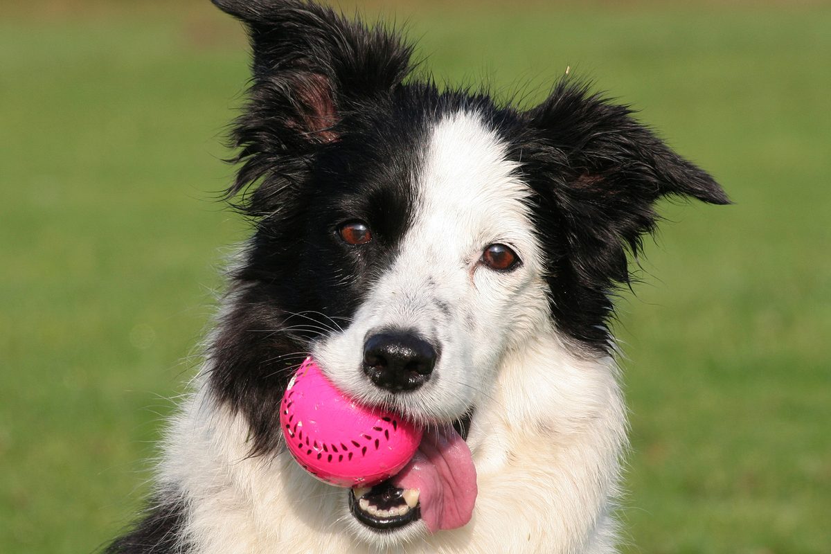 Yes, your dog could really be addicted to their ball, says new study