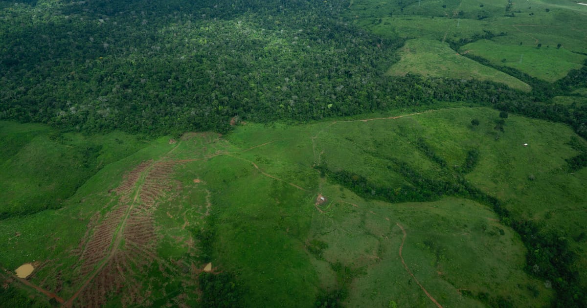 UK government split over cost of COP30 forest pledge – POLITICO