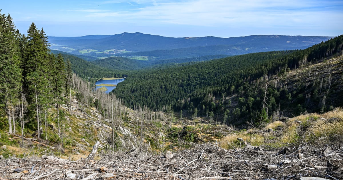 Brussels U-turns on anti-deforestation law delay