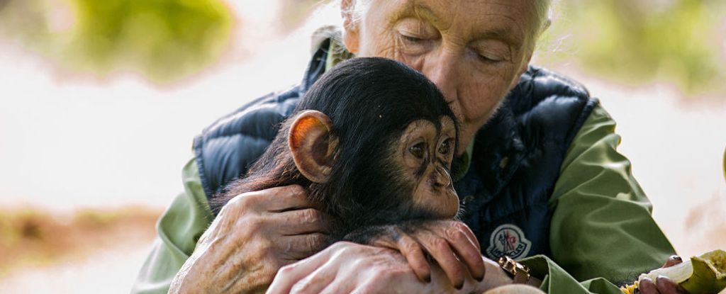 How Jane Goodall Changed Our View of Chimps (And Humans) Forever : ScienceAlert