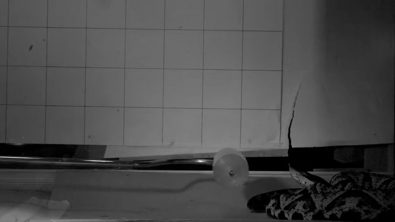 Venomous snake strikes captured in extreme detail through high-speed videos for first time