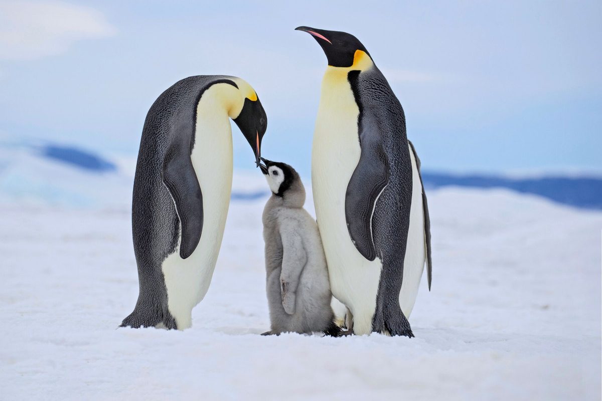 Good parents and faithful partners live longer lives