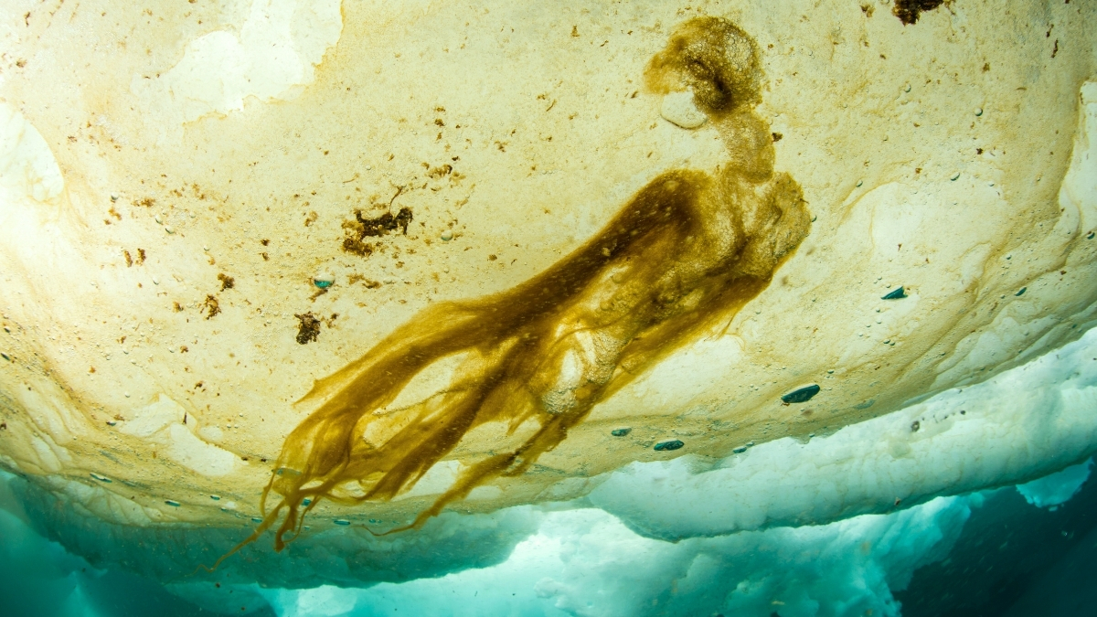 ‘Impossible’ Life Found Beneath Arctic Ice Could Alter Climate Models : ScienceAlert