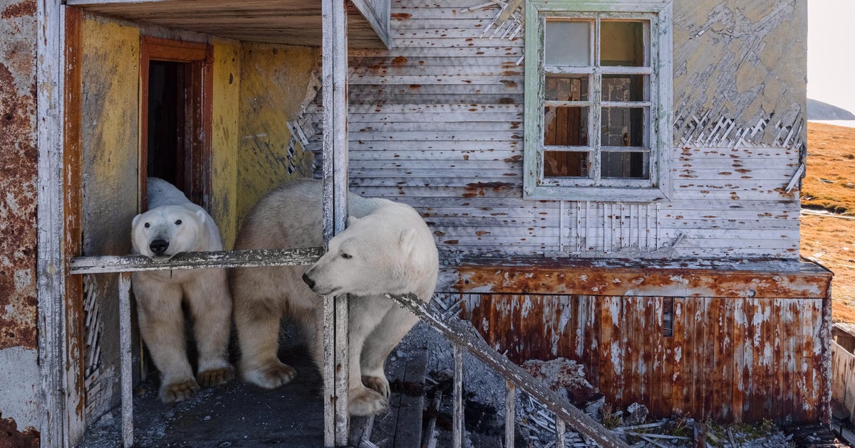 Photos show polar bears making themselves at home at abandoned Russian research station
