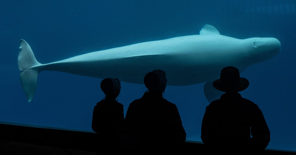 Canada’s Marineland theme park says it will have to euthanize 30 beluga whales without emergency funding