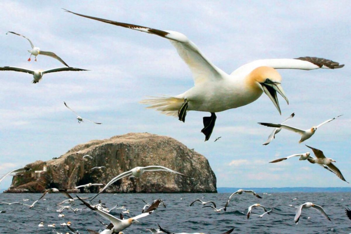 These mind-bending biological superpowers let birds fly for 11 days without food