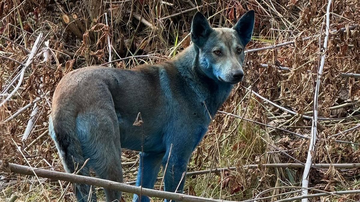 Dogs Reportedly Seen Turning Bright Blue in The Chernobyl Exclusion Zone : ScienceAlert