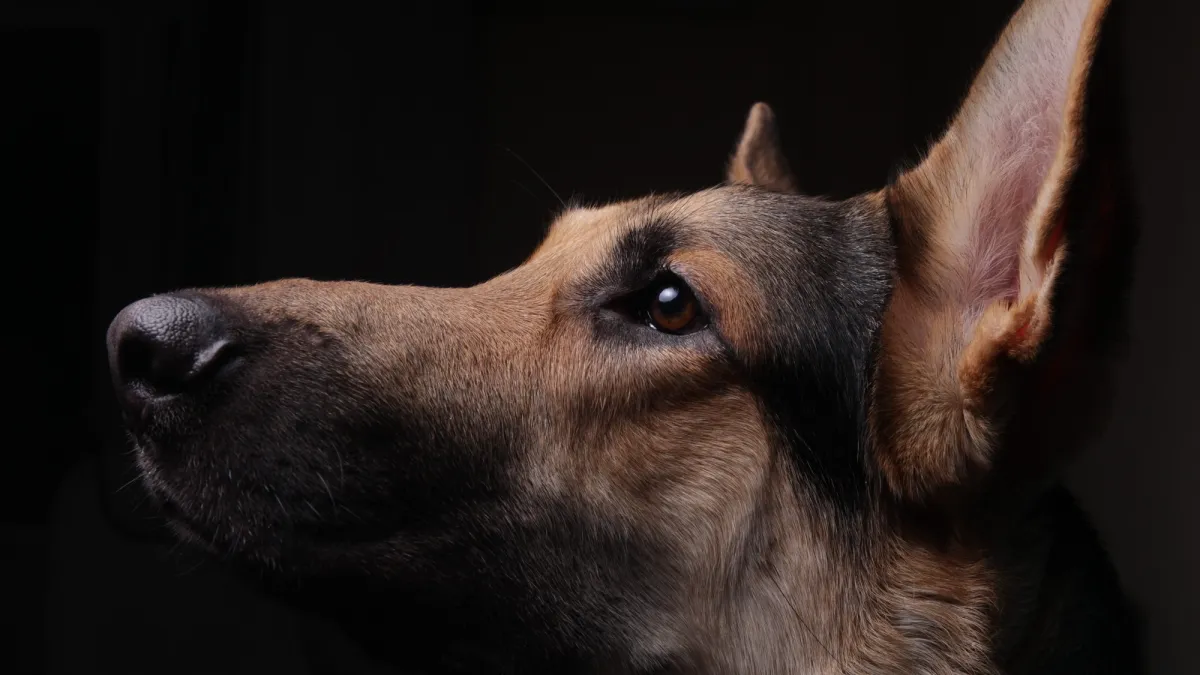 Can dogs really smell fear? A vet weighs in.