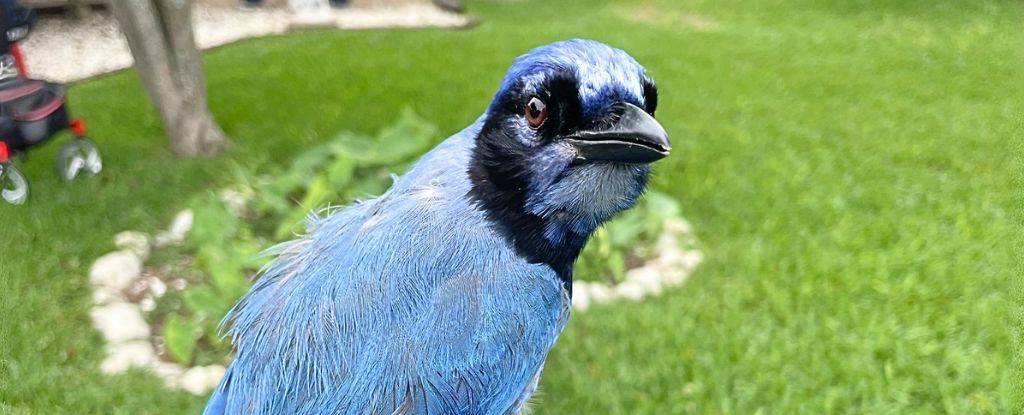 ‘Grue Jay’ Spotted in a Texas Backyard Is First-of-Its-Kind Hybrid : ScienceAlert