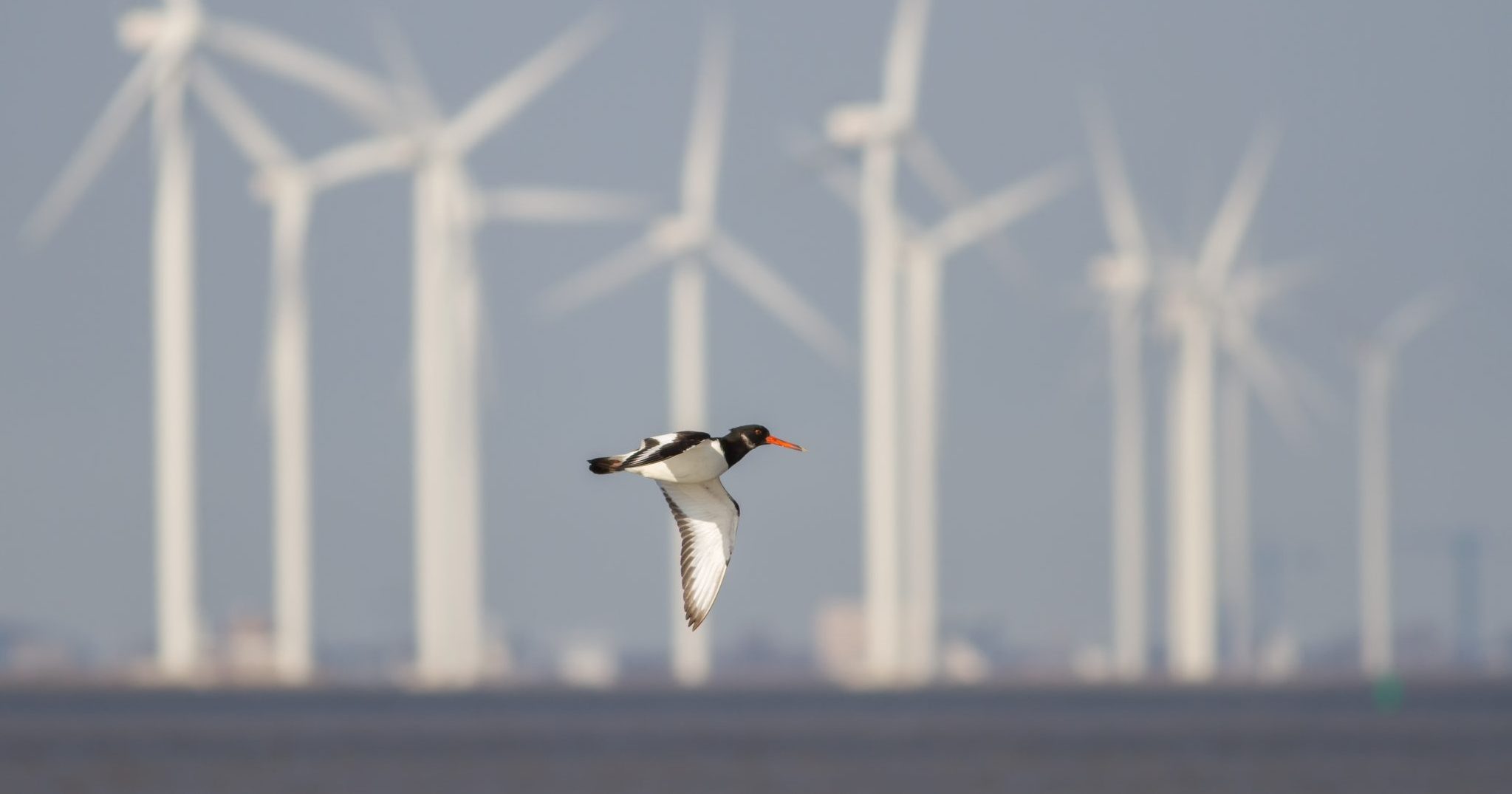 Europe’s renewables in line with nature!?