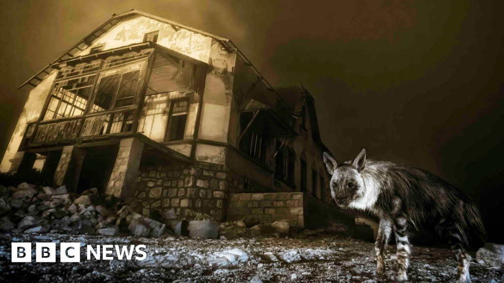 snapping the world’s rarest hyena