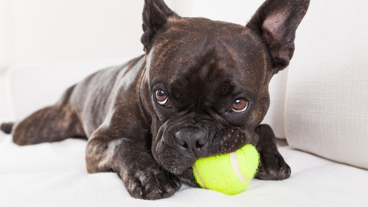 Some Dogs Are So Ball-Obsessed, It Could Mirror Human Addiction : ScienceAlert