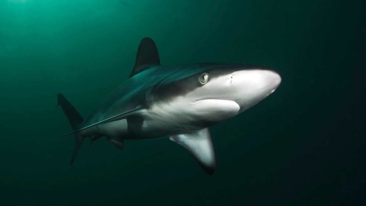Scientists Explain Why ‘Harmless’ Sharks Devoured Swimmer in Shocking World First : ScienceAlert