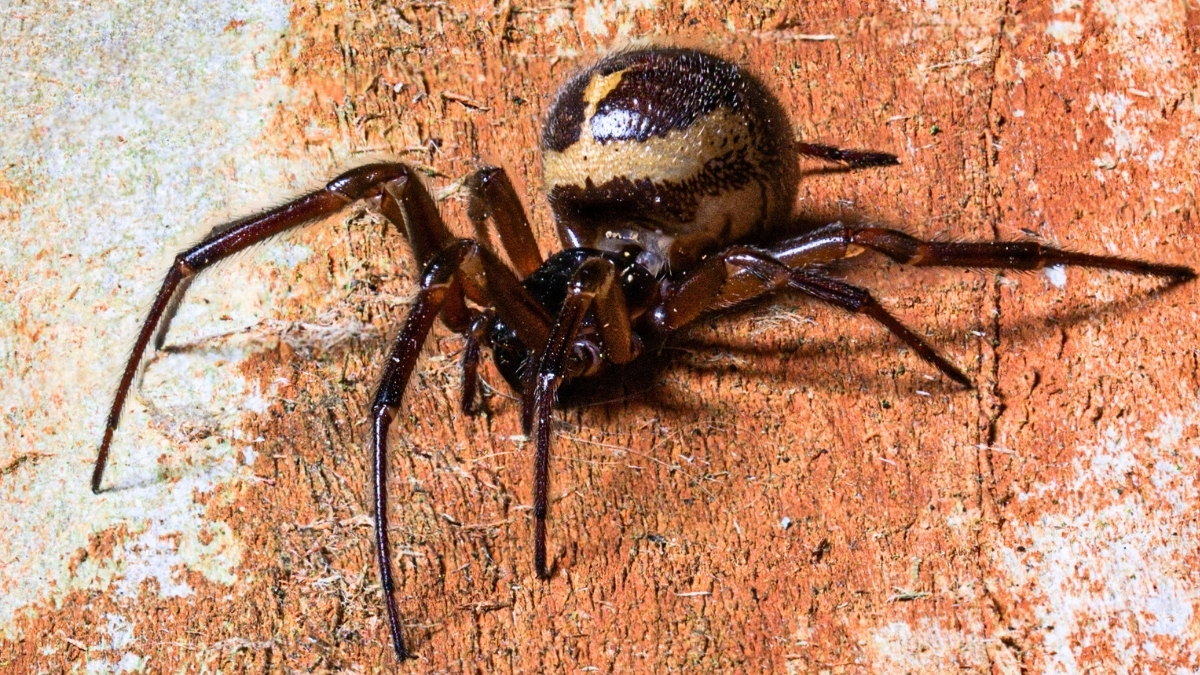 A Spider Was Caught Eating a Shrew, And You Can’t Unsee This : ScienceAlert