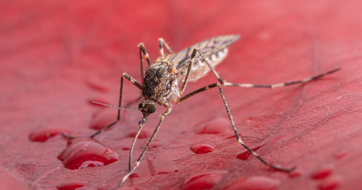 Mosquitoes spotted in Iceland for first time, researcher says