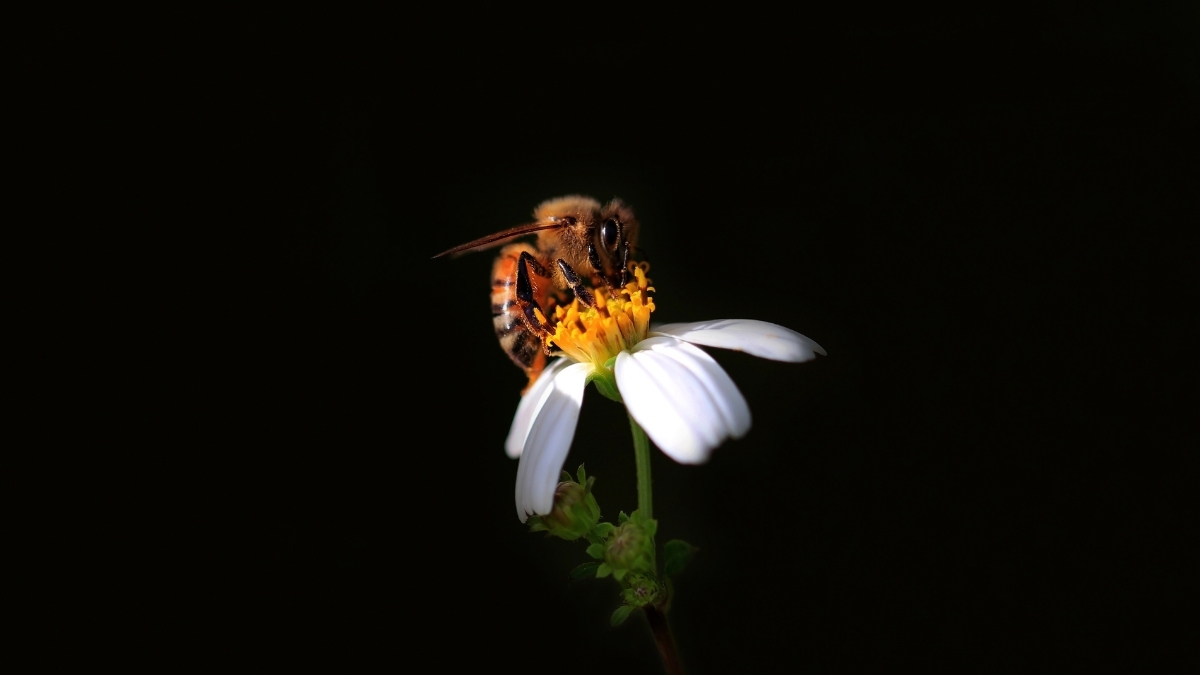 Wild Honeybees ‘Endangered’ in Europe For First Time, Scientists Warn : ScienceAlert