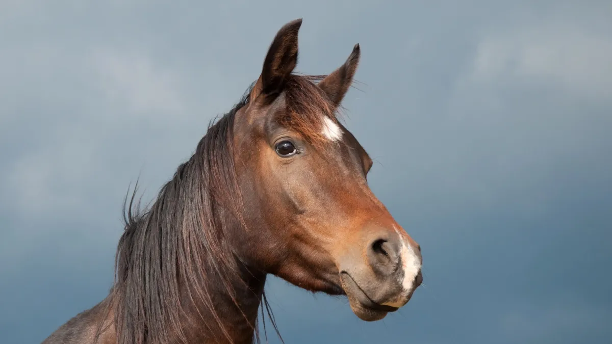 Why do horses have eyes on the side of their head?