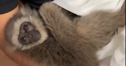 Endangered primates, 1 alive and 1 dead, found in checked bag at airport in India