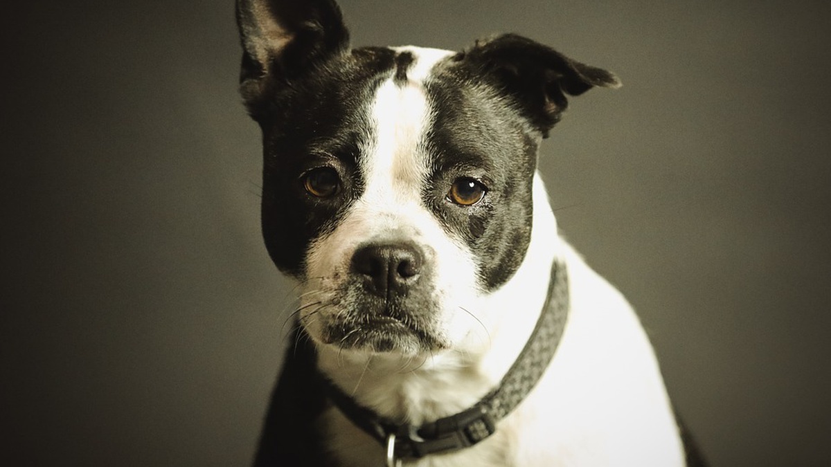 Interpipe starts collaborating with over 2,000 Pegasus animal shelters, incl those in war zones