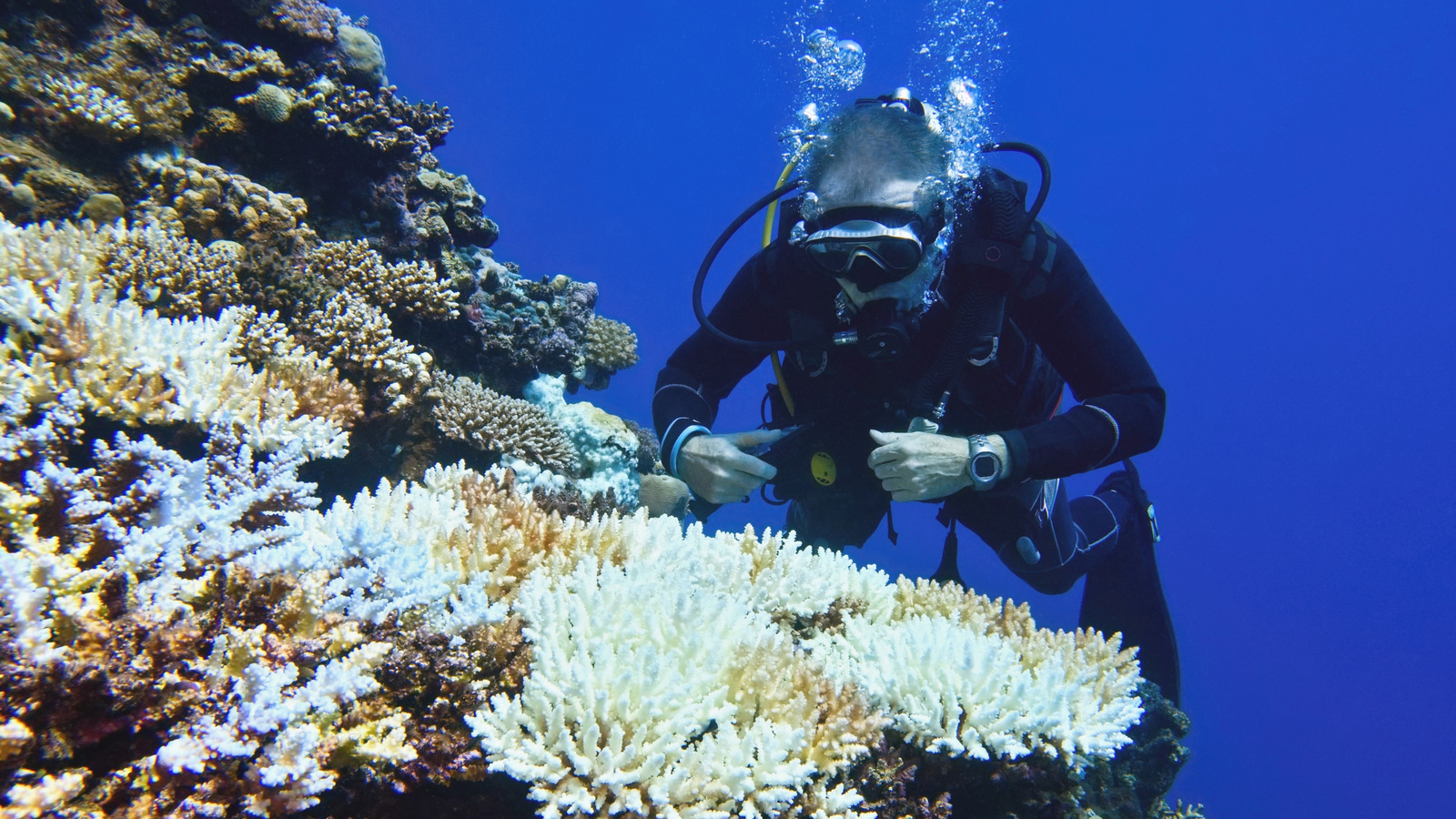 The Coral Reef Is The First Environment On Earth To Reach Climate ‘Tipping Point’