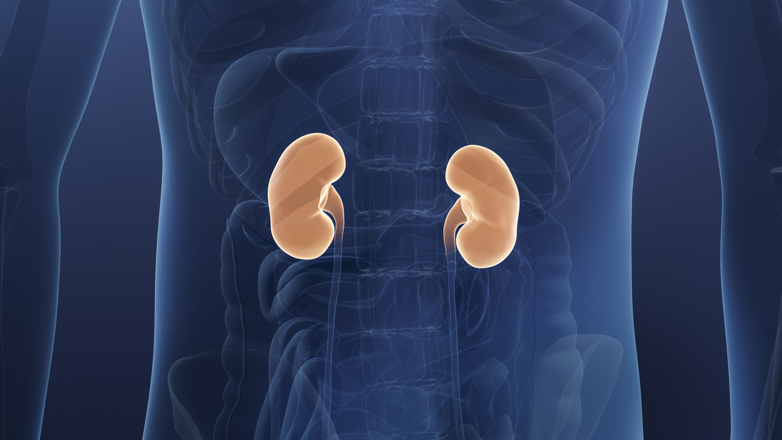 Scientists Discovered How To Create A Universal Kidney Transplant For Any Blood Type