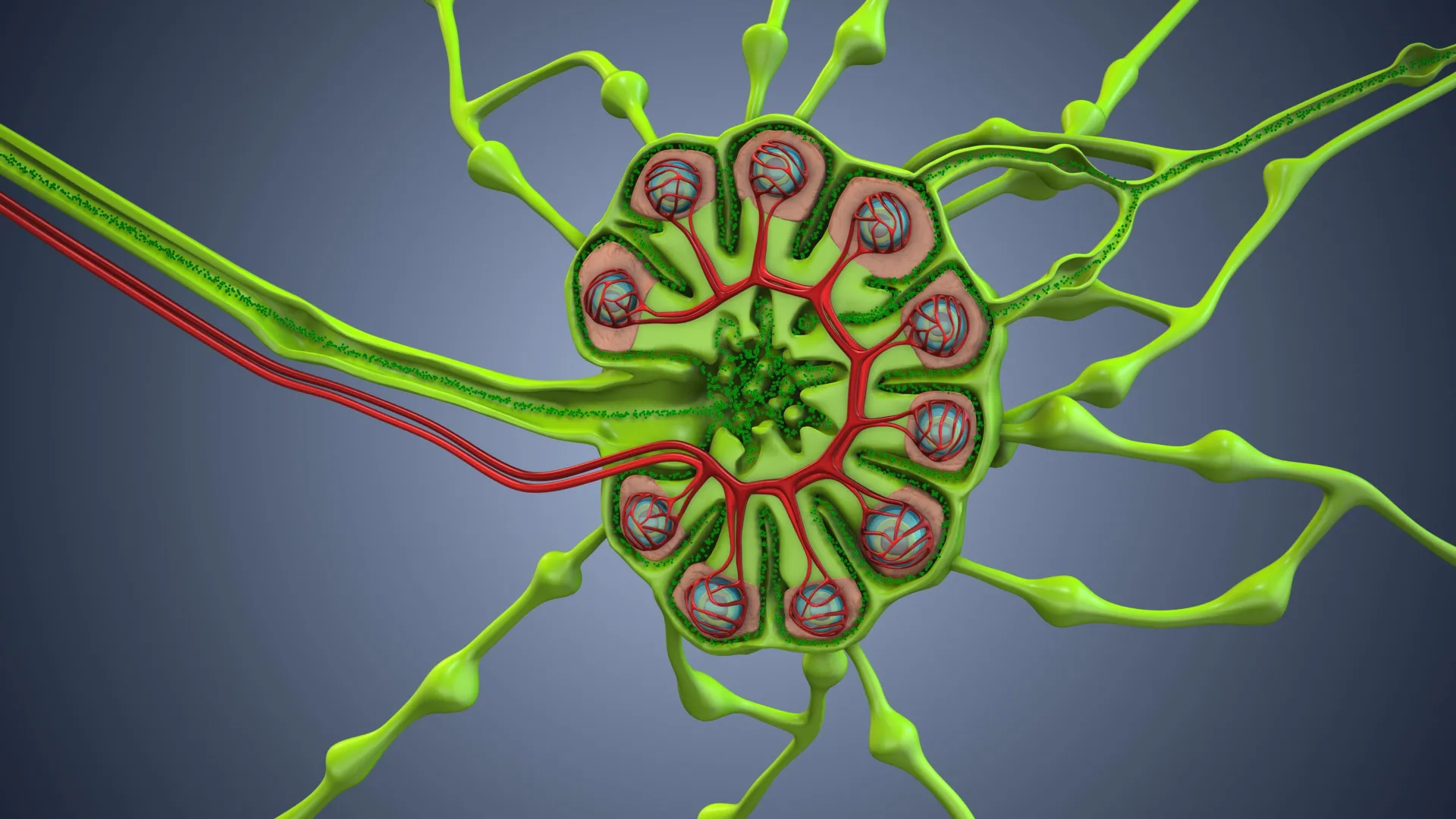 Are cancer surgeries removing the body’s secret weapon against cancer?