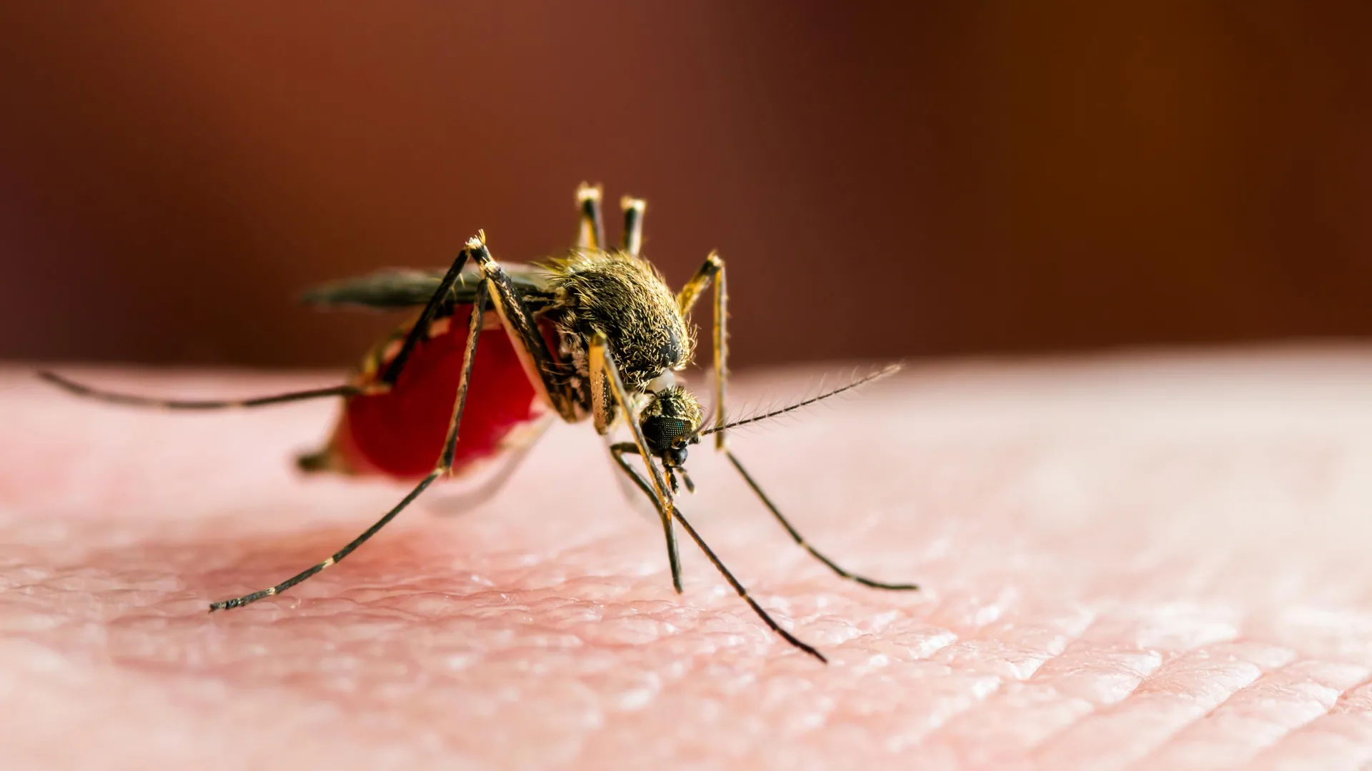 Thousands fall ill as mosquito fever explodes across southern China