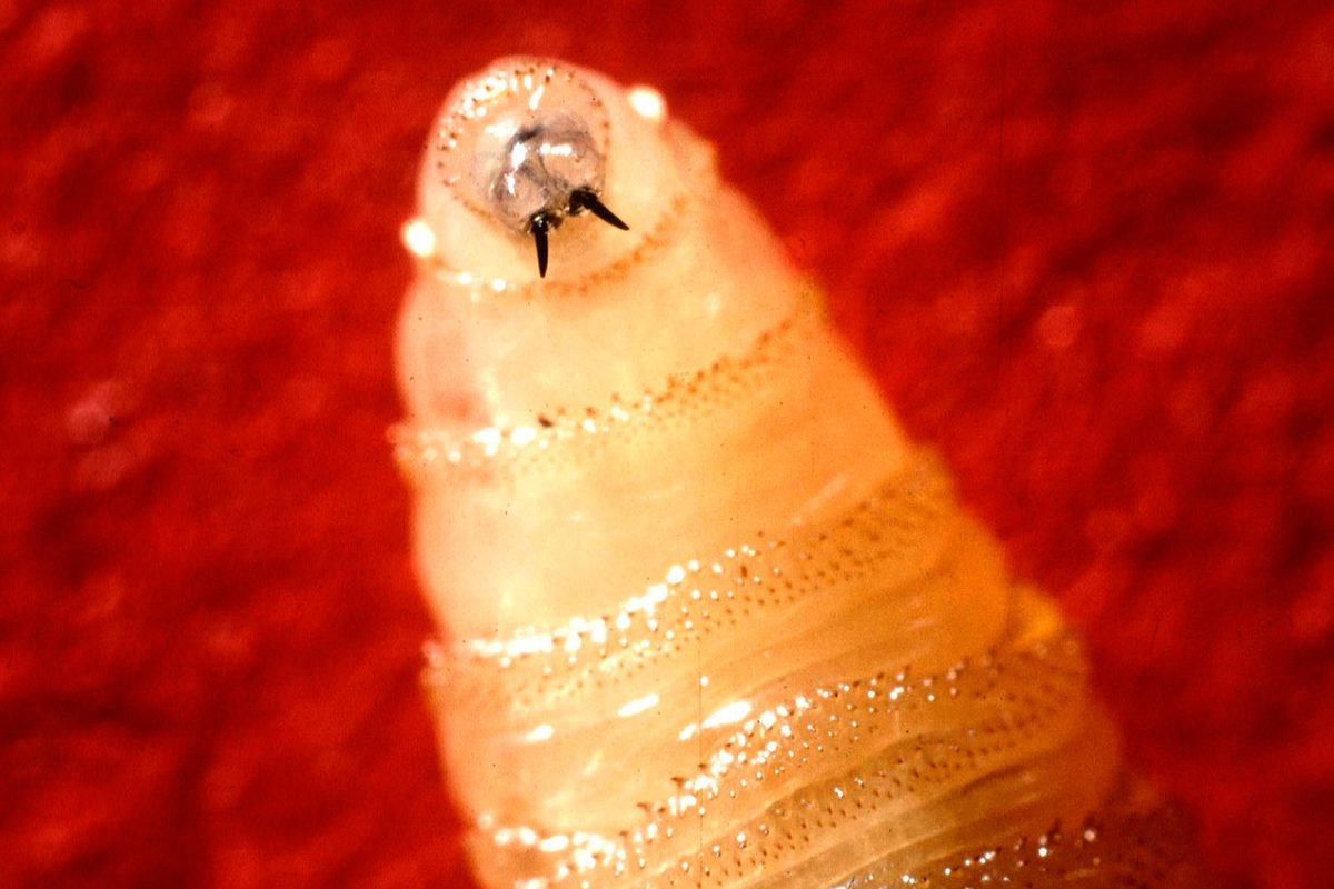 A flesh-eating parasite has almost reached the US border. Should we be worried?