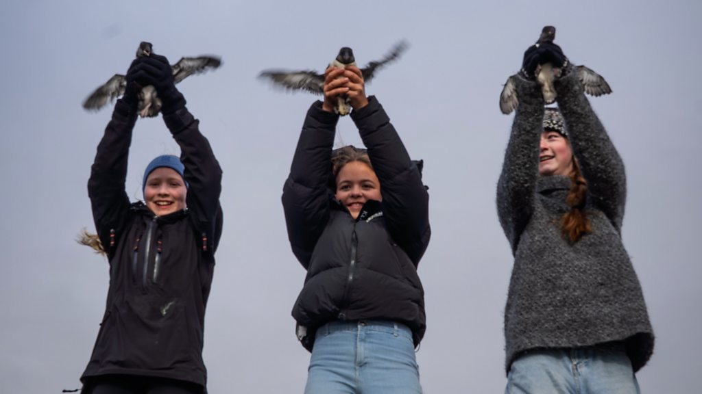 Releasing stranded baby puffins on a remote Icelandic island